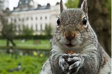 Squirrel Playground