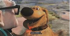 Squirrel Playground